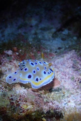 Goniobranchus geminus