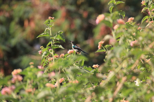 Marico Sunbird