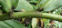 Costus comosus
