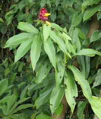 Costus comosus