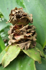 Costus comosus