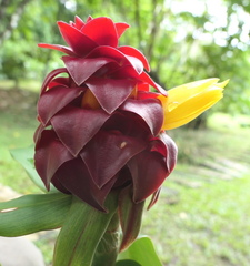 Costus comosus