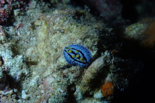 Phyllidia coelestis