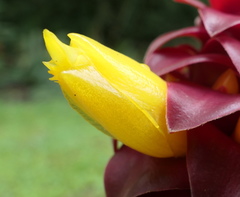 Costus comosus