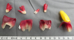 Costus comosus