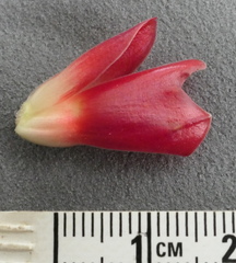 Costus comosus