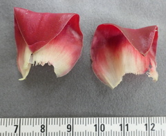 Costus comosus