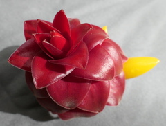 Costus comosus