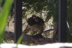 Accipiter cooperii