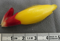 Costus comosus