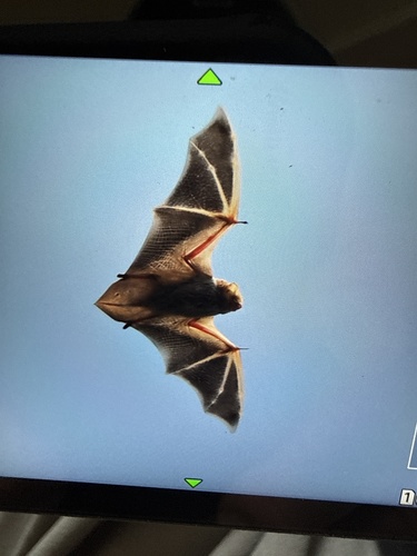 Eastern Red Bat photographed in New Hampshire