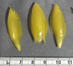 Costus comosus