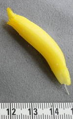 Costus comosus