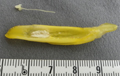 Costus comosus