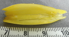 Costus comosus