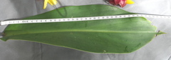 Costus comosus