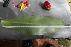 Costus comosus