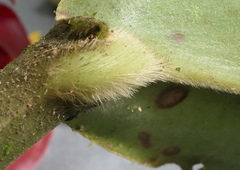 Costus comosus