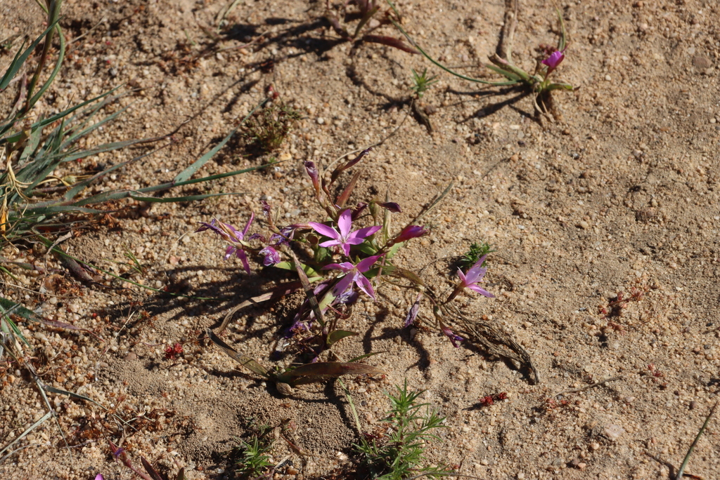 Hesperantha pauciflora; photograph (c) Tony Rebelo, some rights reserved (CC BY-SA)