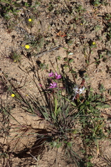 (c) Tony Rebelo, some rights reserved (CC BY-SA) Hesperantha pauciflora, photograph (c) Tony Rebelo, some rights reserved (CC BY-SA)