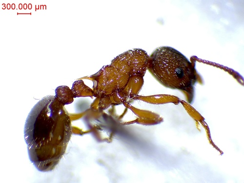 Myrmica spinosior