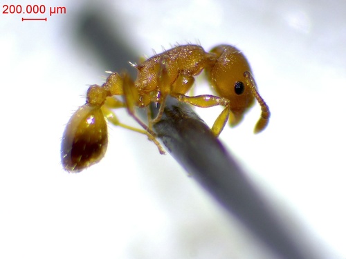 Temnothorax luteus