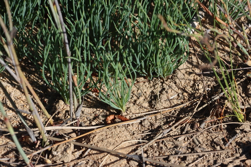Gethyllis campanulata