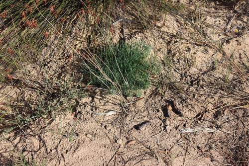 Gethyllis campanulata