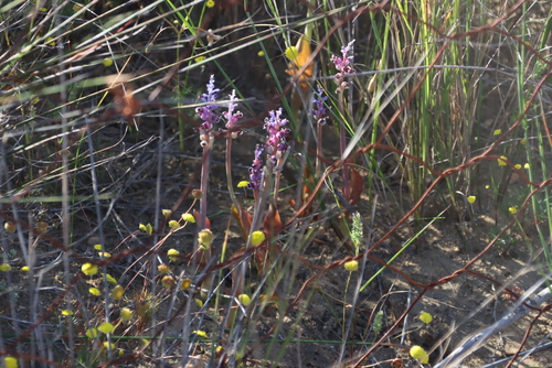 Lachenalia suaveolens