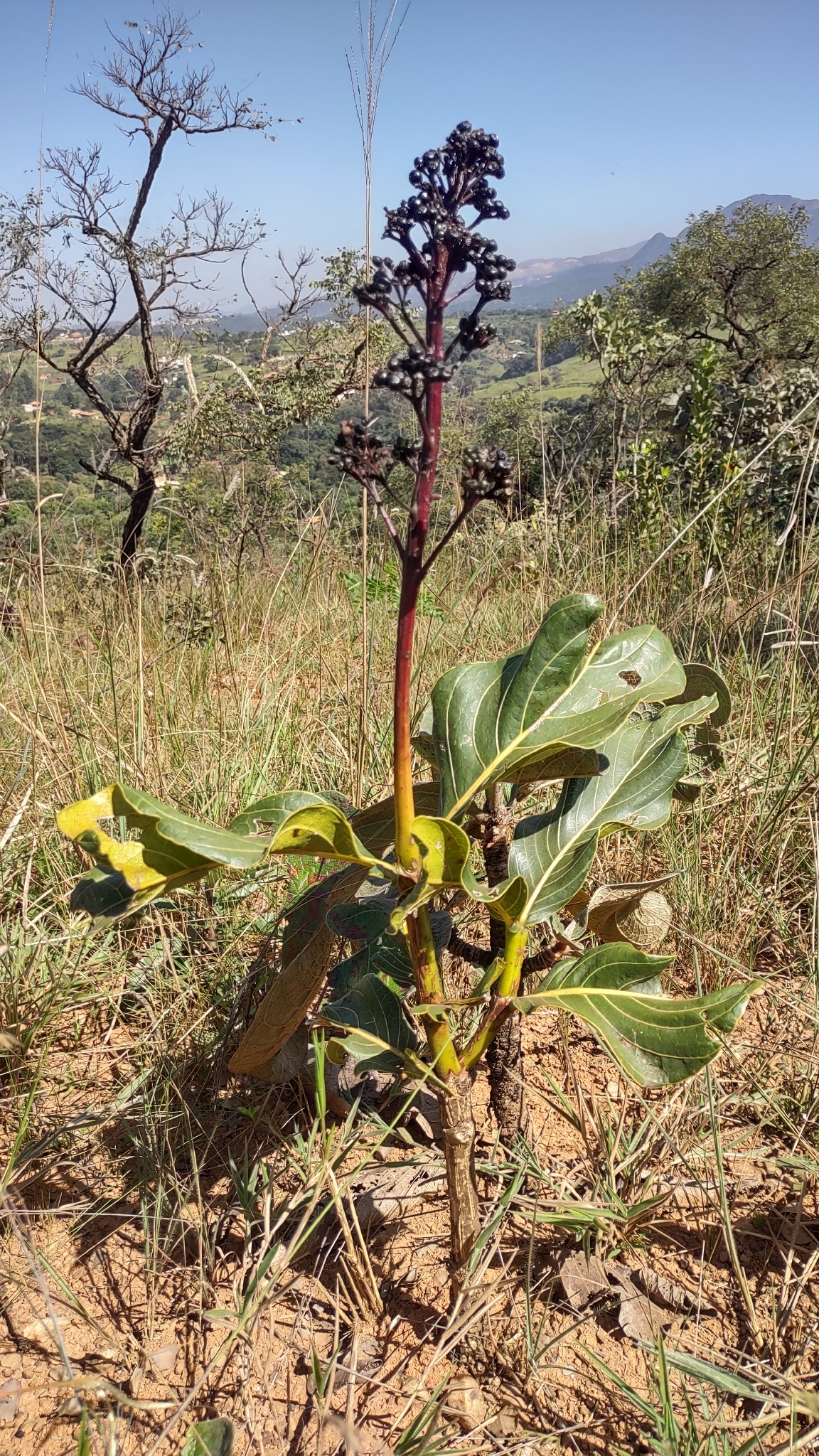 Palicourea rigida