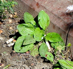Plantago major