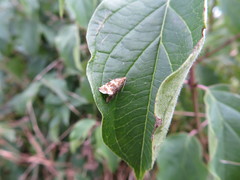 Syricoris lacunana