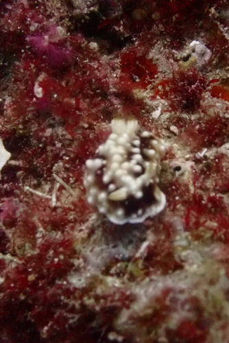 Goniobranchus geometricus
