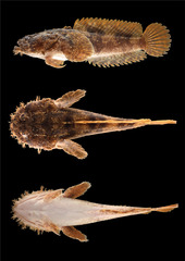 Blotchtail Toadfish photo 2