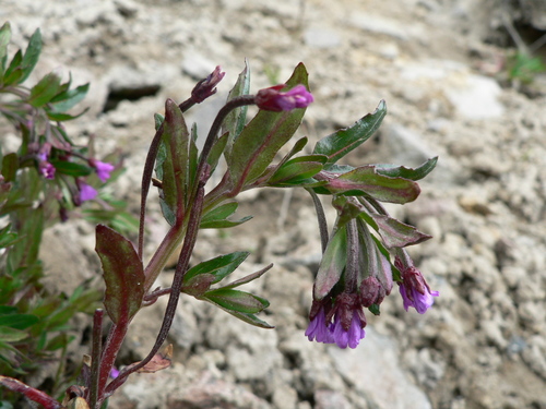 Epilobium denticulatum (Epilobium denticulatum)
