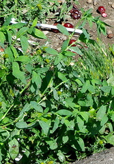 Polygonum