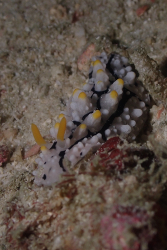 Phyllidia elegans
