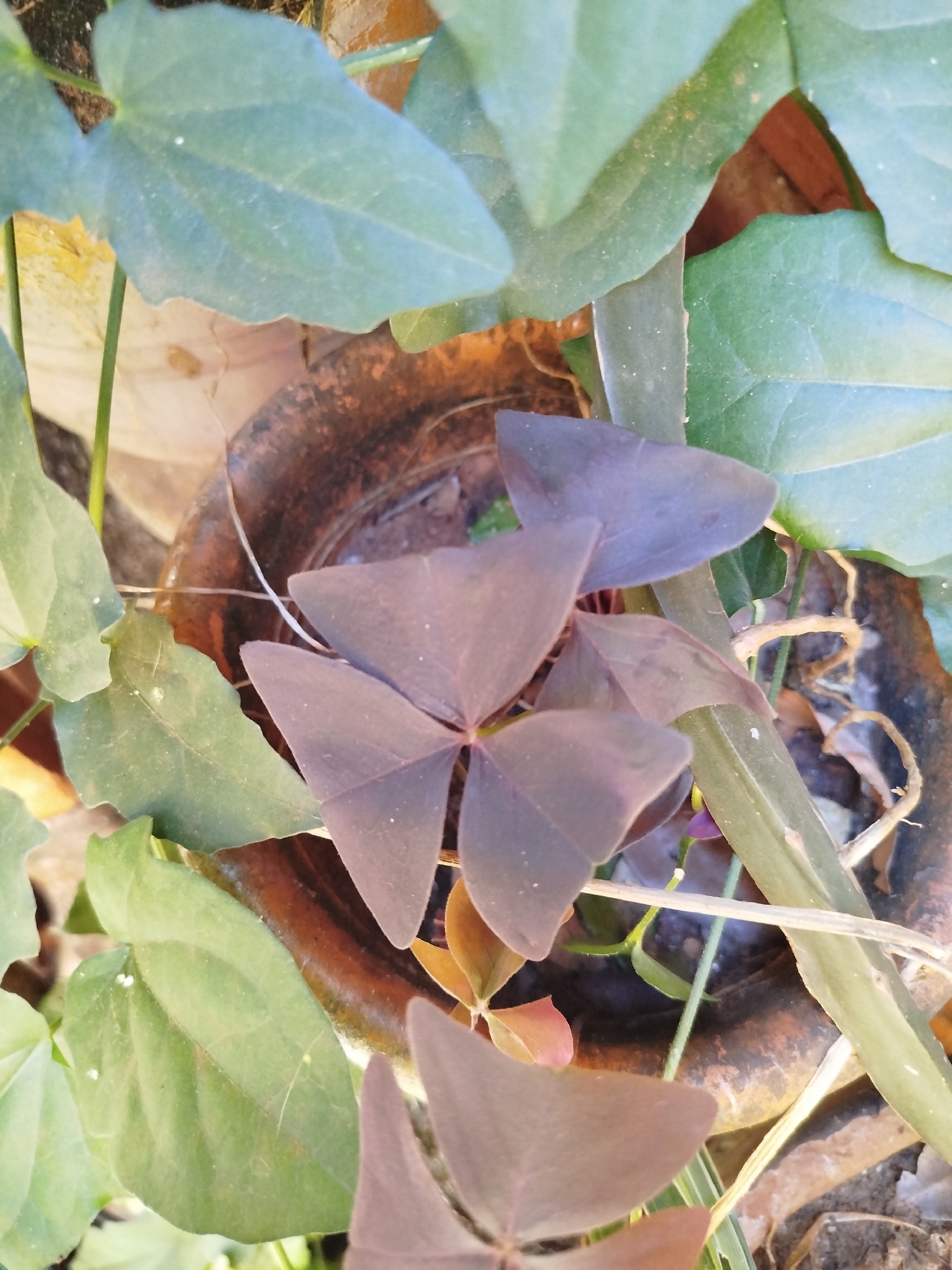 Oxalis triangularis