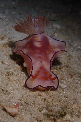 Ceratosoma trilobatum