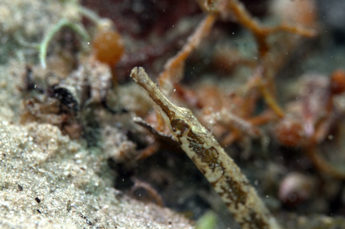 Poey's pipefish (Cosmocampus elucens) — Syngnathidae — 5