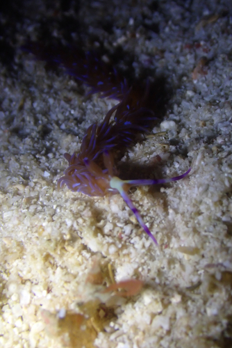 Pteraeolidia semperi