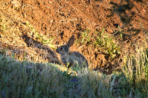 European Rabbit