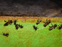 Lepidotrigona terminata