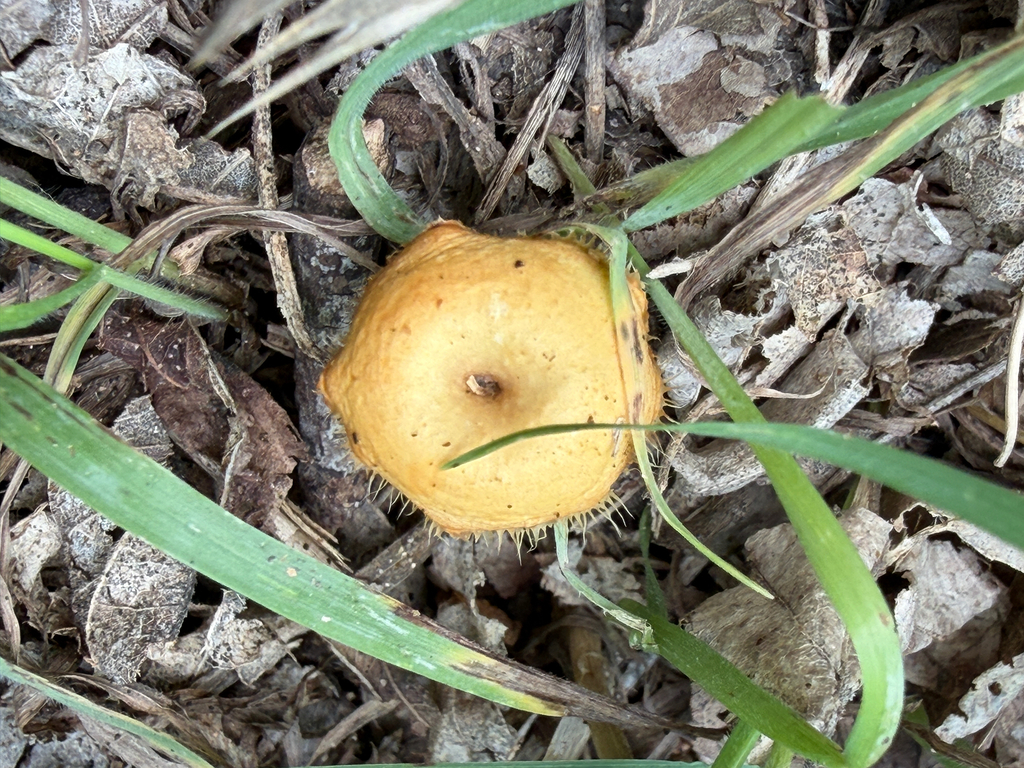 Lentinus flexipes · April 2026 · photo: © idclaire (iNaturalist, cc-by)
