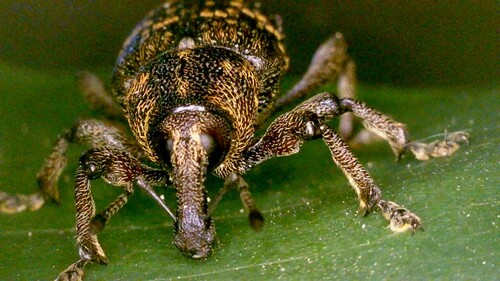 Pine weevil