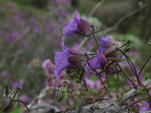 Tropaeolum austropurpureum, photograph 1