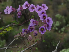 Tropaeolum austropurpureum