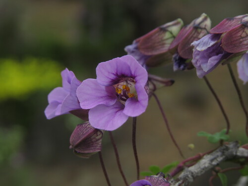 Tropaeolum austropurpureum, photograph 2