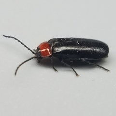 Silinae