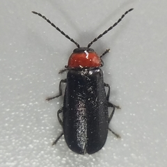 Silinae